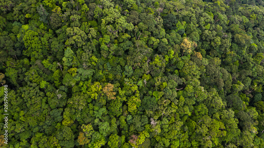 Aerial view asian tropical rainforest, forest tree texture and background, Asia.