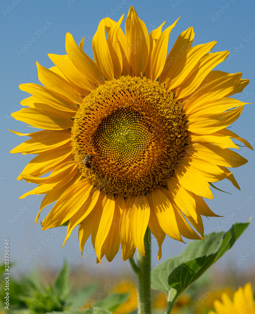 Sunflower, Helianthus annuus