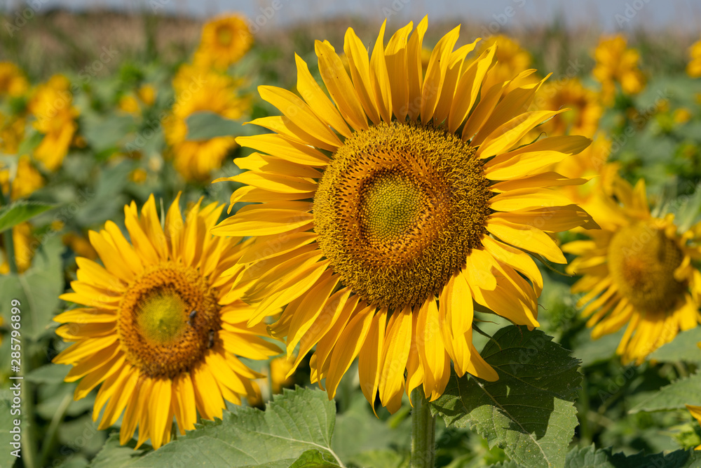 Sunflower, Helianthus annuus