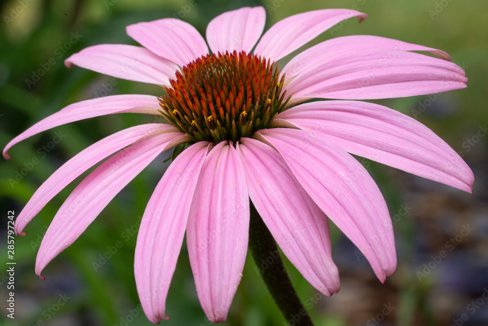 Fototapeta premium Coneflower, Echinacea purpurea