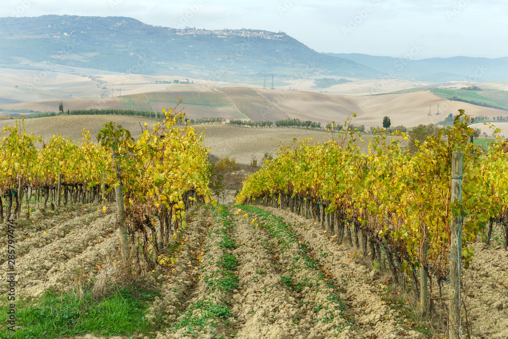 autumn vineyard in the Italy