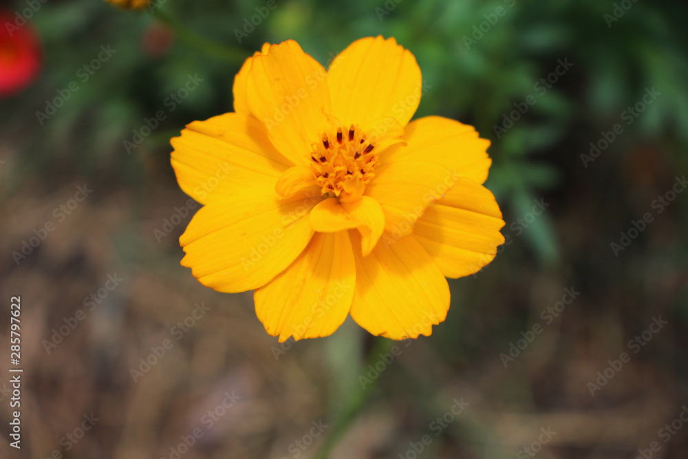 flower flower