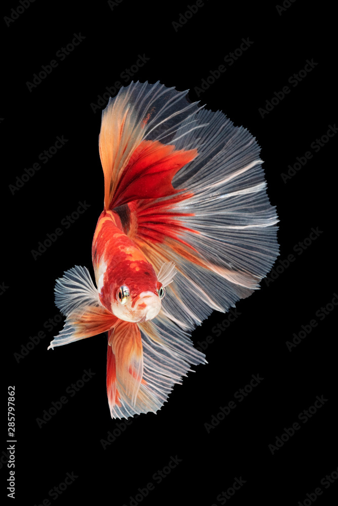 movement of Betta fish, siamese fighting fish, betta splendens isolated on black background movement of Betta fish, siamese fighting fish, betta splendens isolated on black background