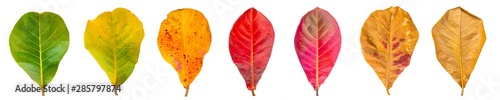 Cycle of leaves change seasons. Sea almond Leaves isolated on a white background with clipping path.