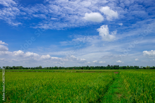 Green rice field and cloud blue sky in country side of Thailand