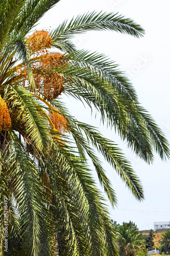 Date palm golden fruit, Cyprus