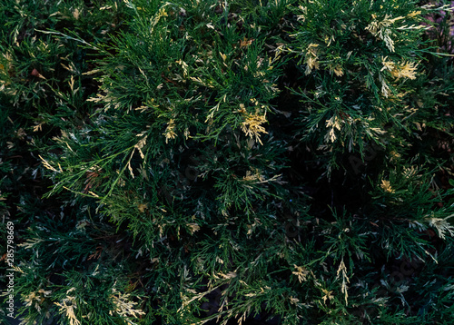 Green and yellow branches of arborvitae.Texture.