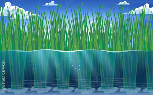 view of rice plants under water in rice fields
