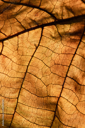 texture of  the leaf