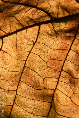 texture of the leaf