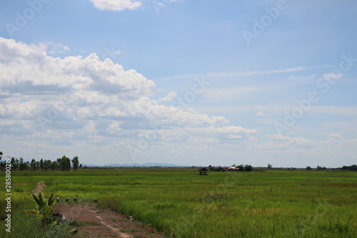 sky  fieid nad bird in nature