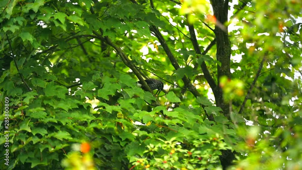 The bird on the tree eating fetus The bird on the tree eating fetus