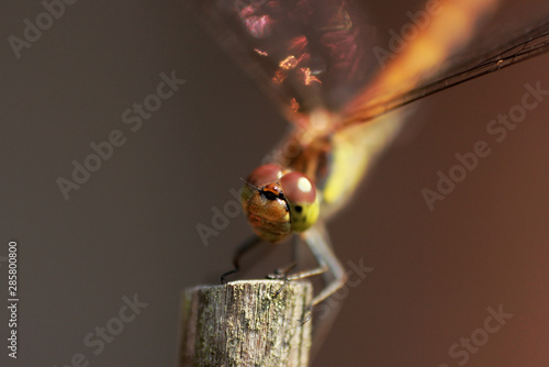 Heidelibelle auf einem Holzstab - Makro photo