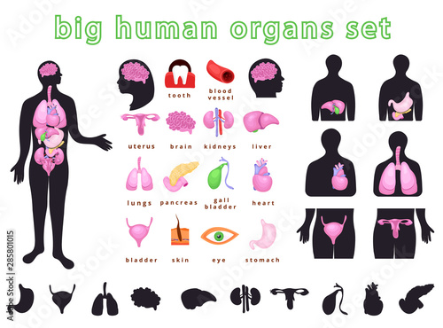human body organs
