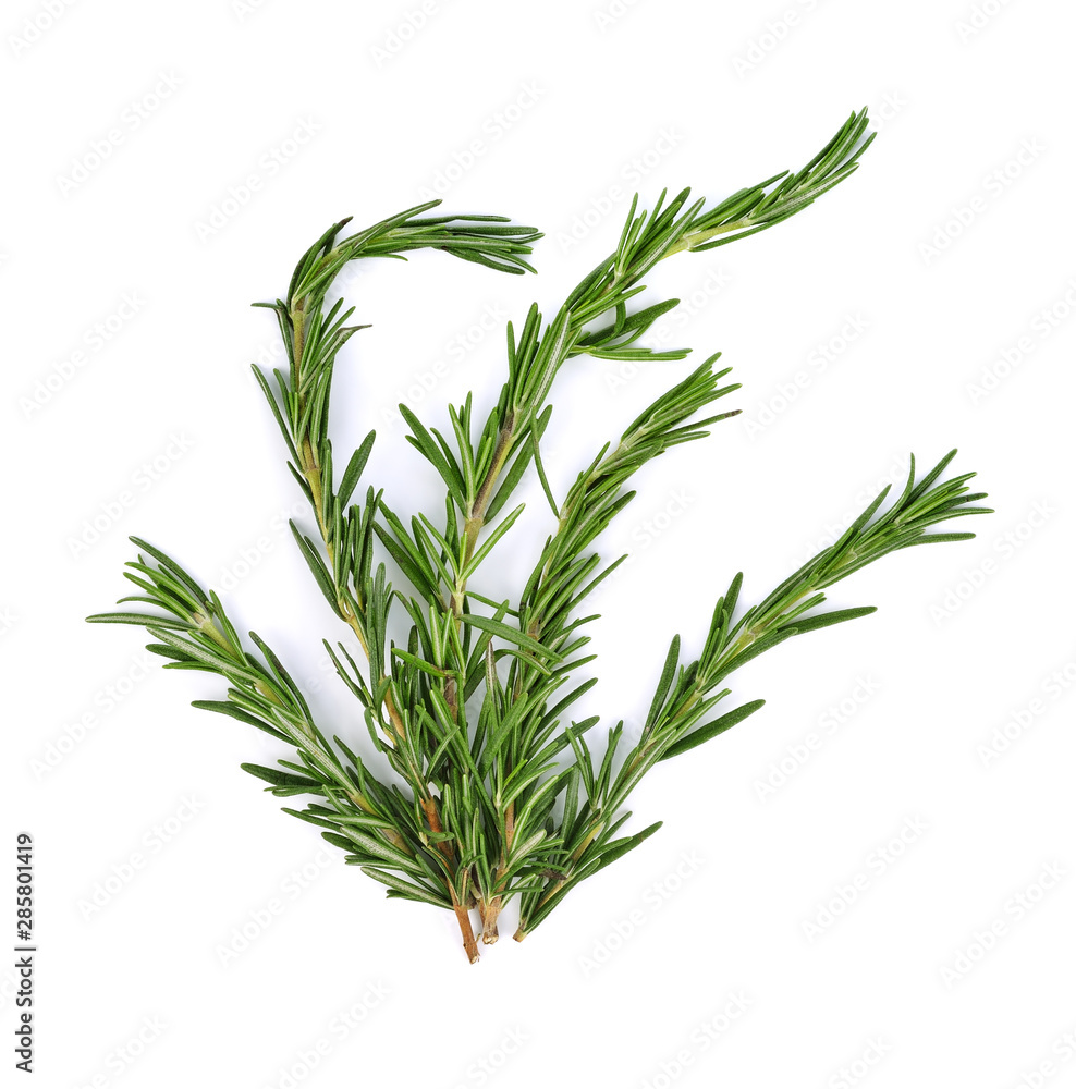 rosemary on a white background rosemary on a white background