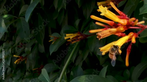 American honey bee flying around pollinating  flowers called Rhododendron austrinum Florida Flame Azaleas photo