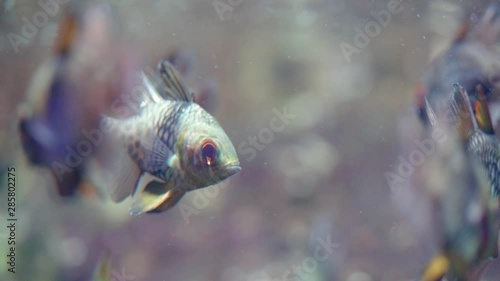 Close up of a pajama cardinalfish. Sphaeramia nemotoptera is fish with red eye. photo