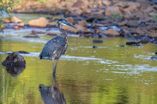 Wallpaper Mural Wading Great Blue Heron Torontodigital.ca