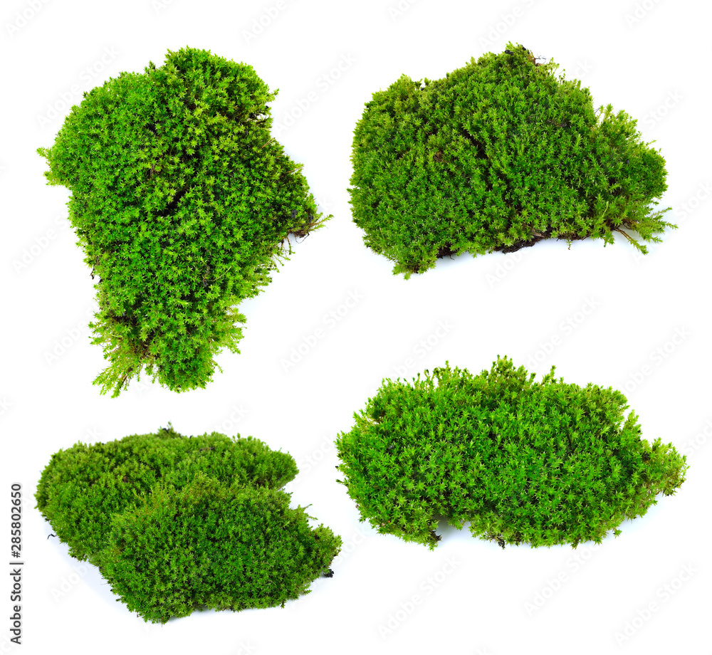 Obraz premium moss isolated on white bakground