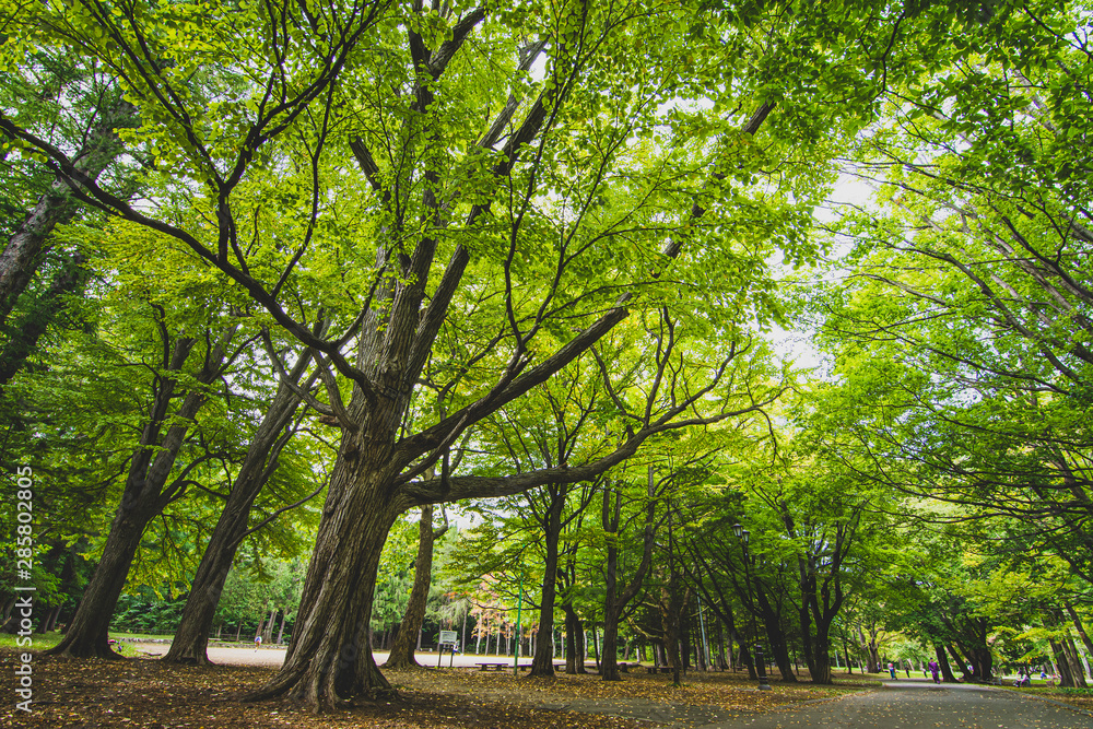 Naklejka premium View of a large tree in a Japanese garden.