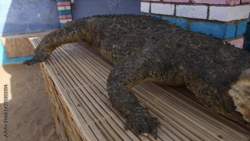 Scary stuffed crocodile at Nubian village. Aswan, Egypt