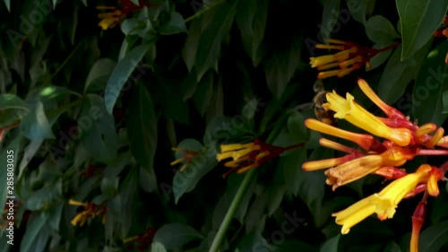 American honey bee flying around pollinating  flowers called Rhododendron austrinum Florida Flame Azaleas photo