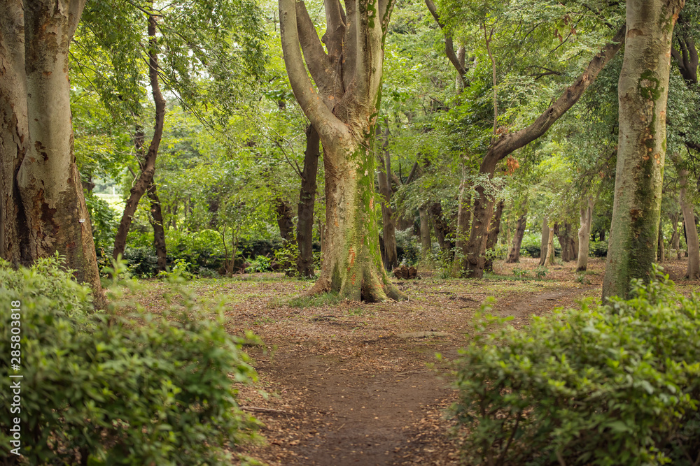 Fototapeta premium 夏 風景