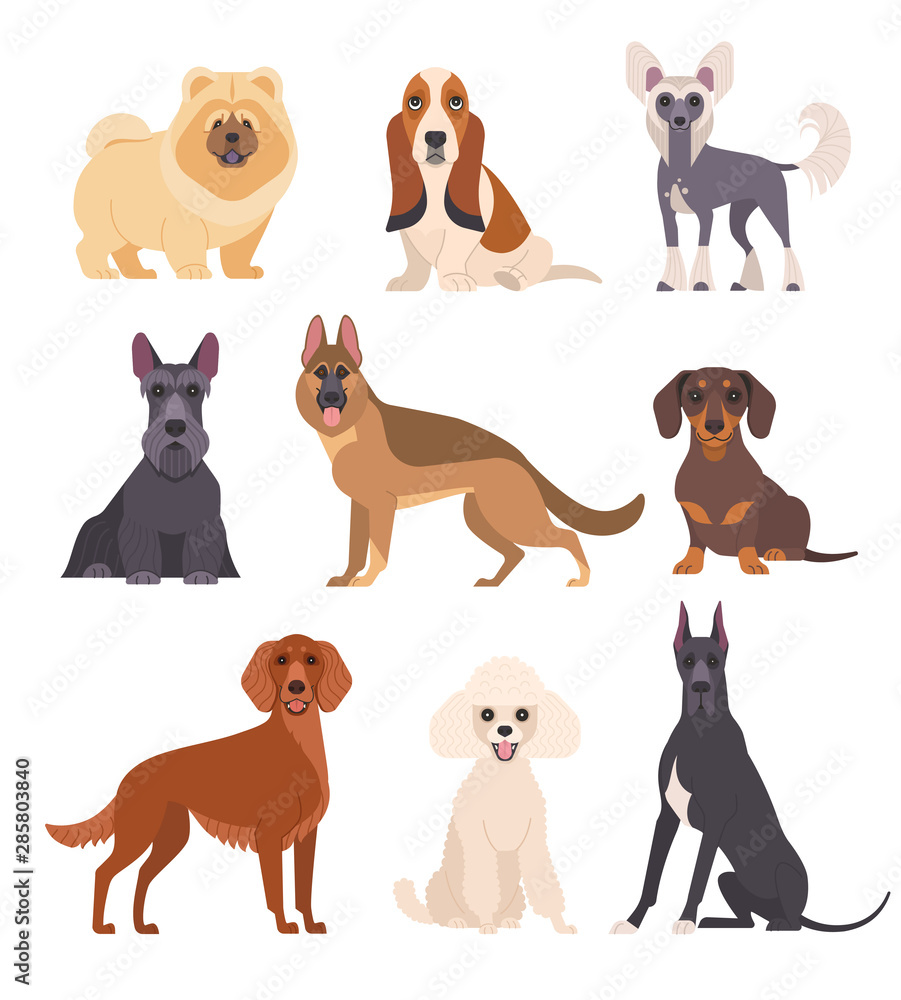 Dogs collection. Vector illustration of various breeds of dogs, such as chow chow, mini poodle, basset hound, chinese crested dog and other. Isolated on white.