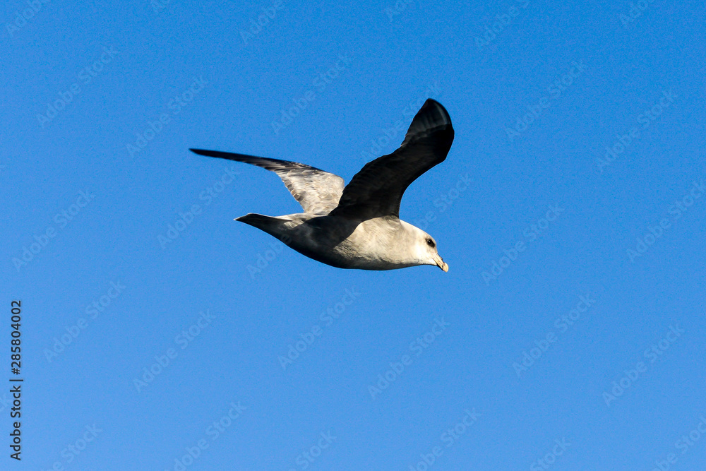 Fulmar boréal, Pétrel fulmar, .Fulmarus glacialis, Northern Fulmar Fulmar boréal, Pétrel fulmar, .Fulmarus glacialis, Northern Fulmar