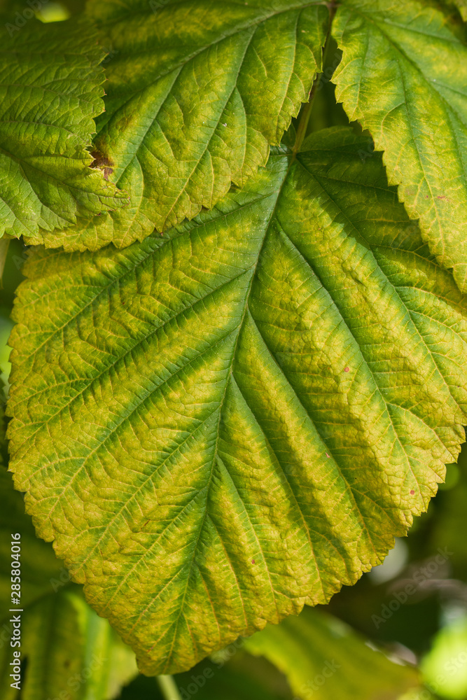 Relief raspberry leaf. Texture. Background. Relief raspberry leaf. Texture. Background.