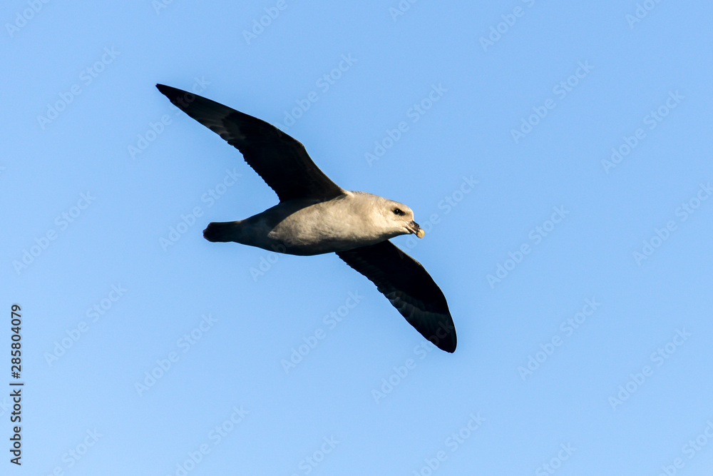 Obraz premium Fulmar boréal, Pétrel fulmar, .Fulmarus glacialis, Northern Fulmar