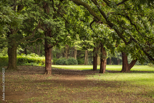 Wallpaper Mural 夏　風景 Torontodigital.ca