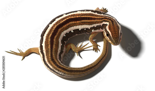 Slika na platnu A 3d illustration of a skink lizard standing on a white background curled in a circle