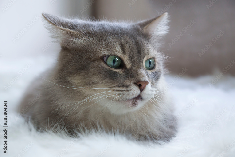 Beautiful, cute, gray cat in the interior of the house. Beautiful, cute, gray cat in the interior of the house.