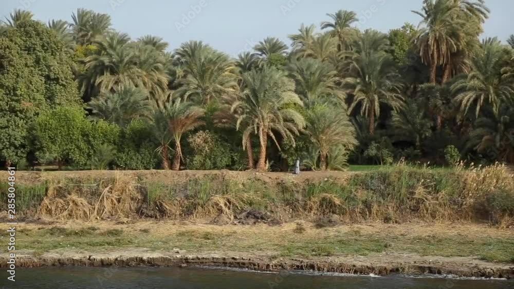 Man in egyptian clothes walking on the bank of Nile river. Oasis at Nile with palm-trees and green grass.