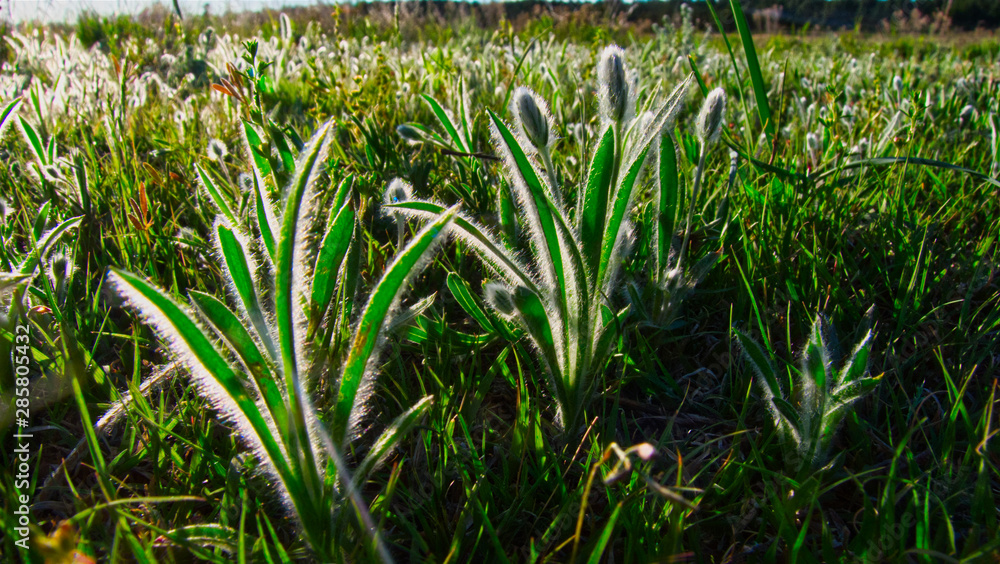 Obraz premium Close up of grass back lit in a field