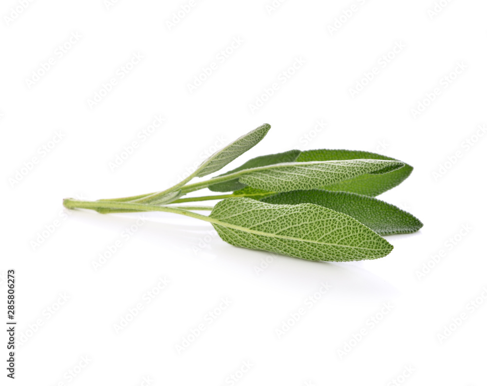 Fototapeta premium Thyme herb isolated on white background