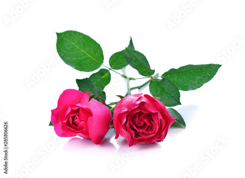 Fototapeta Naklejka Na Ścianę i Meble -  Pink rose isolated on white background