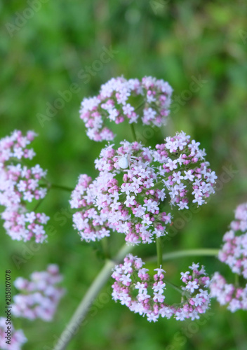 Verbena inflorescence in the summer in the forest