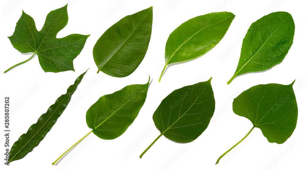 green leaves on white background