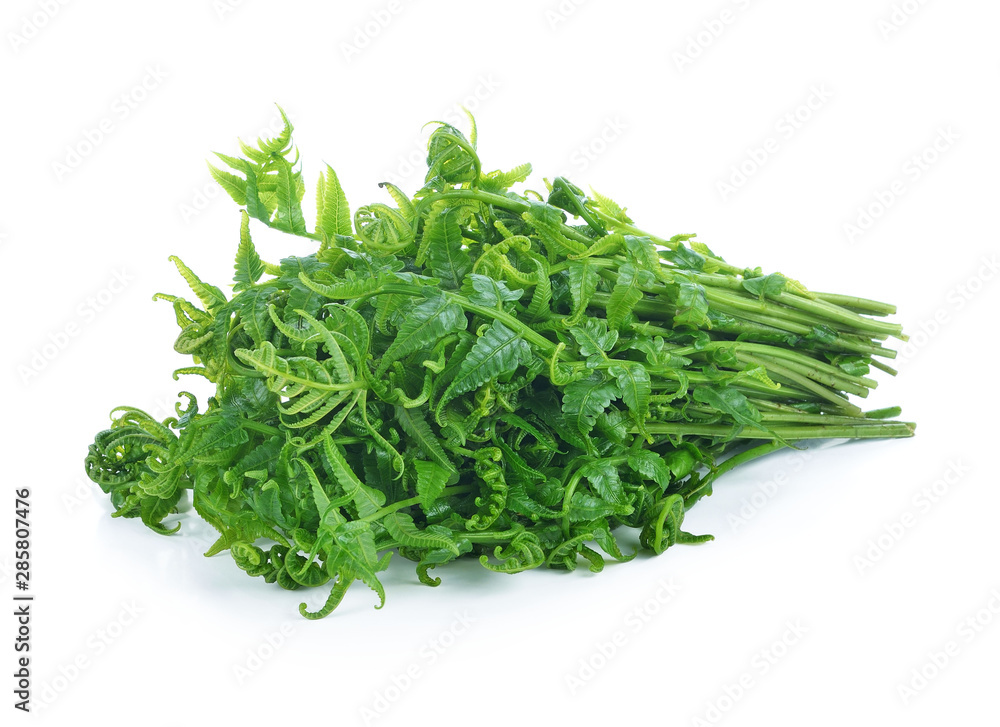 Diplazium esculentum or edible vegetable fern found in Asia and Diplazium esculentum or edible vegetable fern found in Asia and