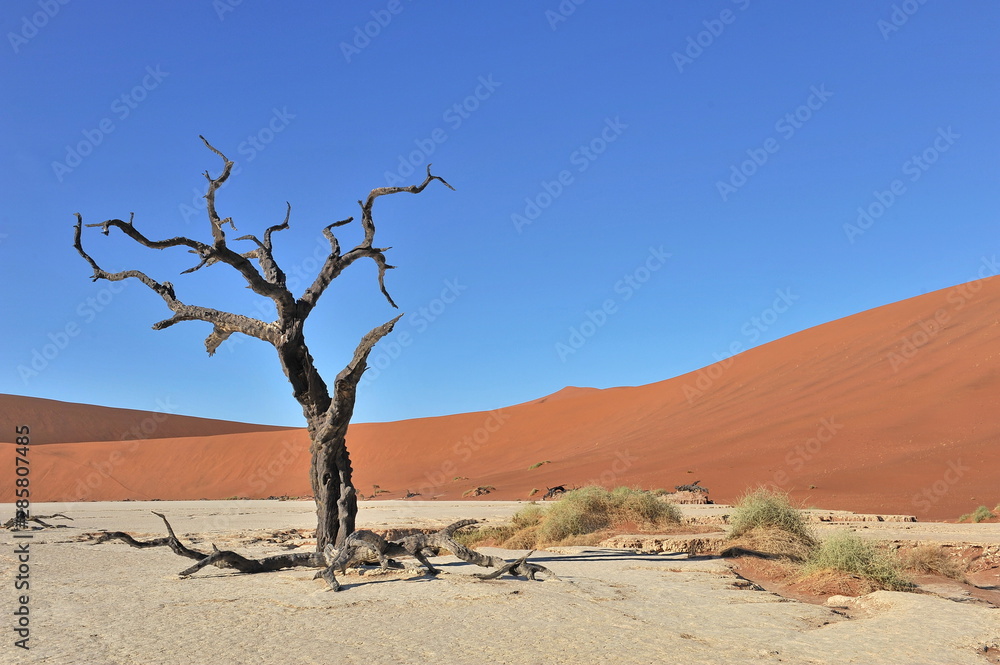 Dry tree in the desert. Namibia. Namib desert. Sasriem.