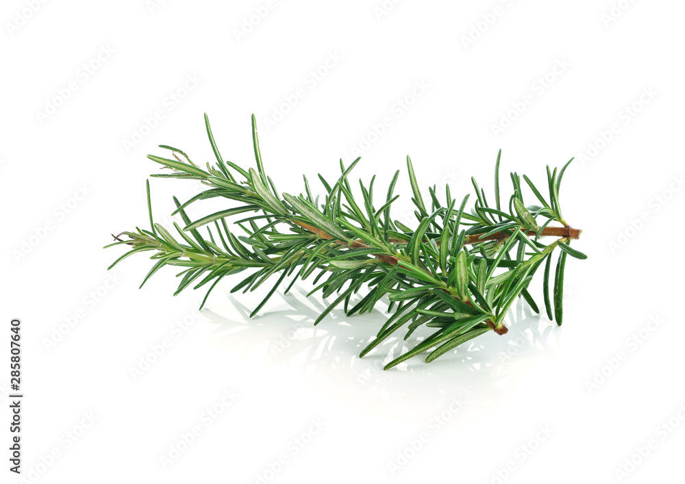 rosemary on a white background rosemary on a white background