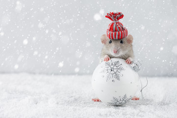 Rat in winter hat holding glass ball decoration