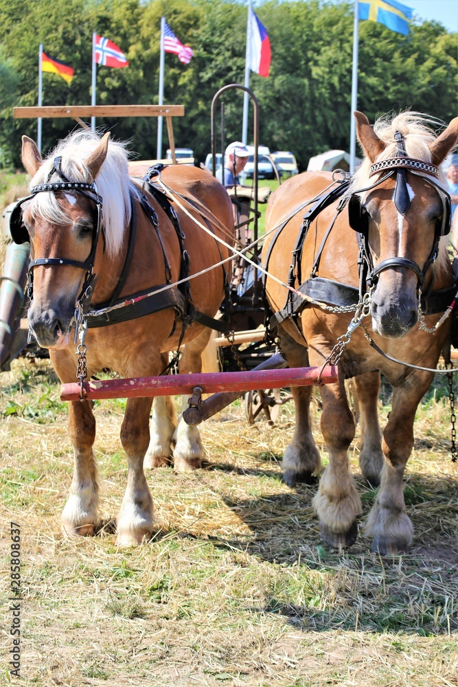 horses on ranch