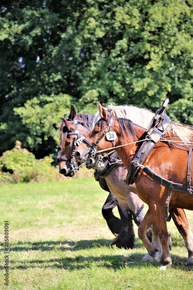 horse and rider