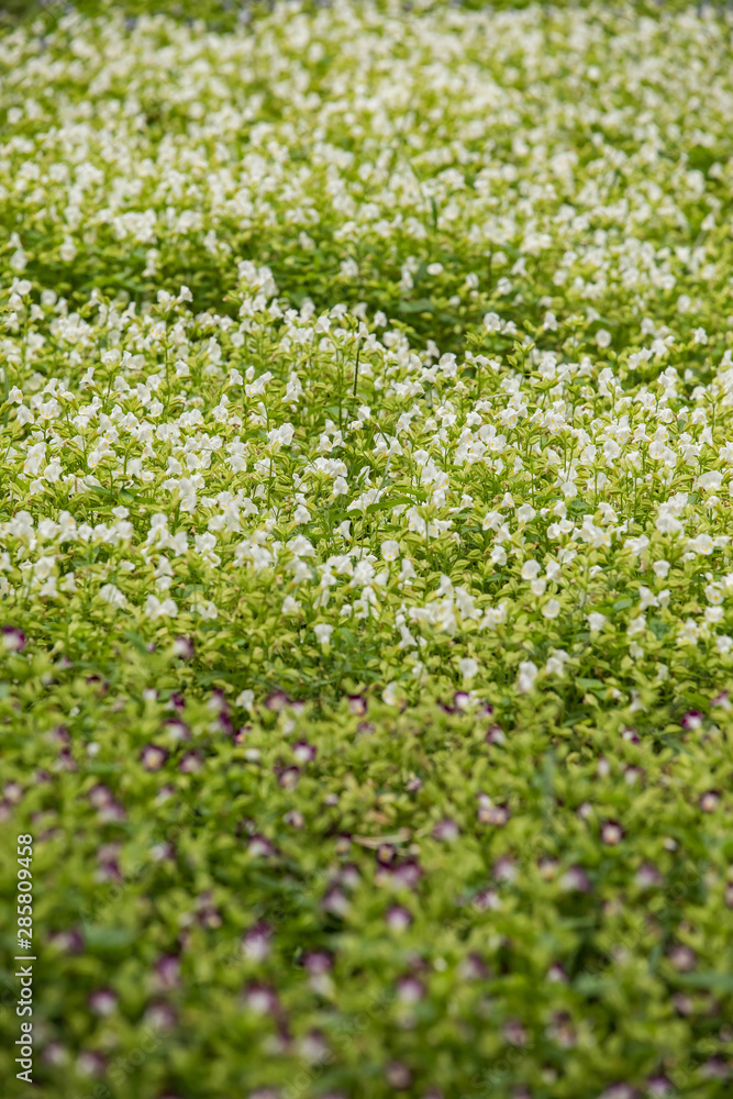 夏　風景