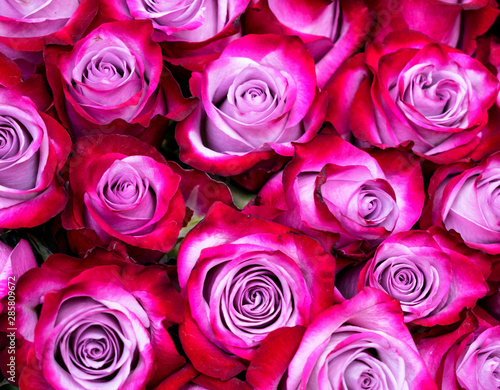 Red roses with pink tint close-up  background.