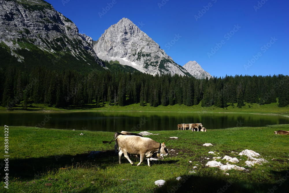 Fototapeta premium Weidende Kühe am Igelsee vor Mieminger Gebirge