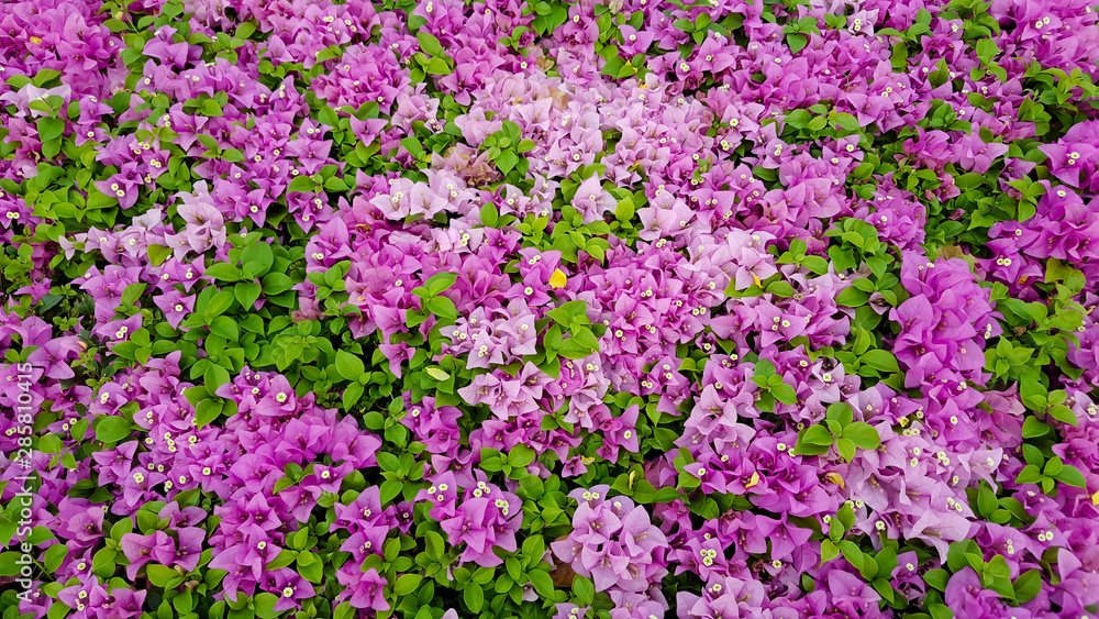 large pink bougainvillea plant under tropical climate large pink bougainvillea plant under tropical climate
